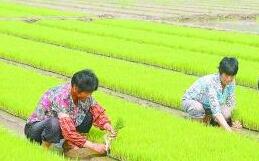 2020年全國新型職業(yè)農(nóng)民培育示范基地將達(dá)千個(gè)